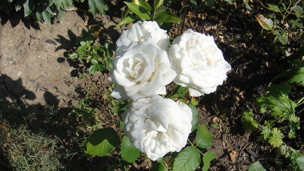 Annapurna_3 '13 photo DSC01281_zps140264bc.jpg