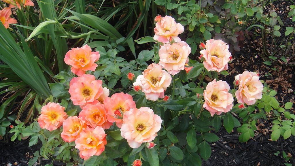 Livin Easy '13 photo DSC01286_zps9e750adb.jpg