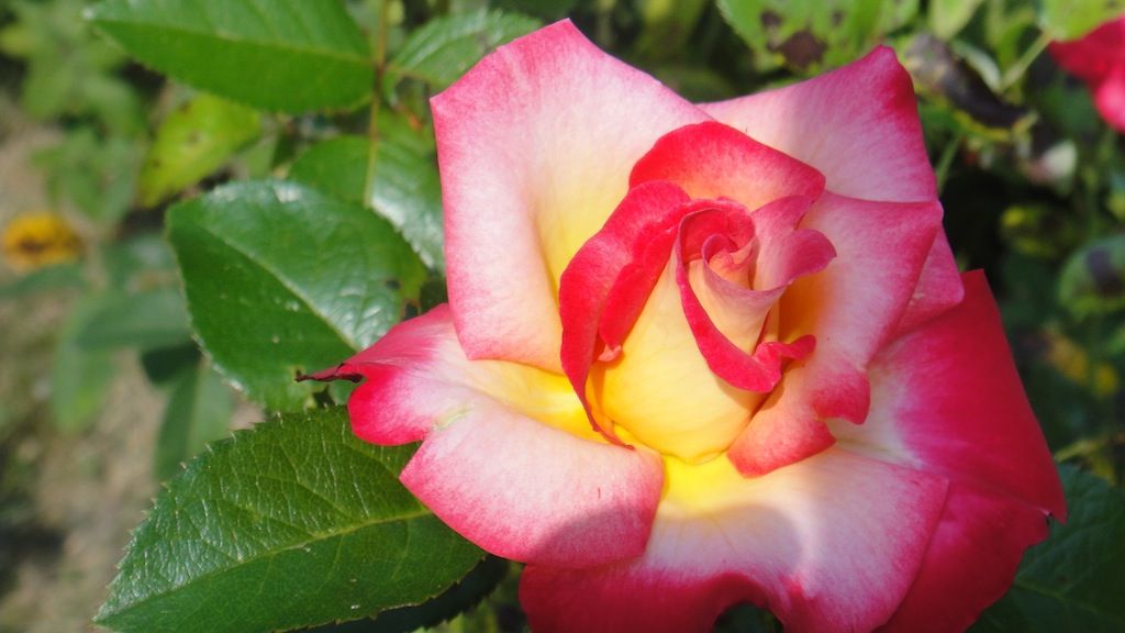 Dick Clark_3 '13 photo DSC01321_zpsc34e8e89.jpg