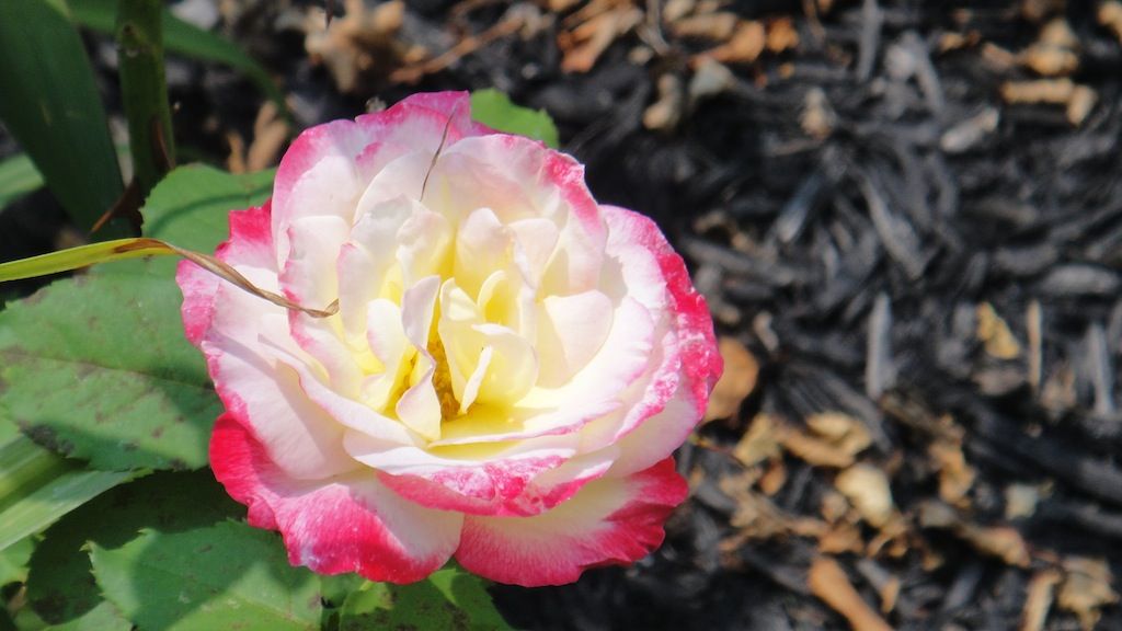 Double Delight_3'13 photo DSC01322_zpsfdf15193.jpg