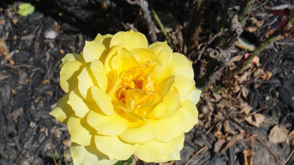 Gold Glow_4 '13 photo DSC01328_zps9a70c703.jpg