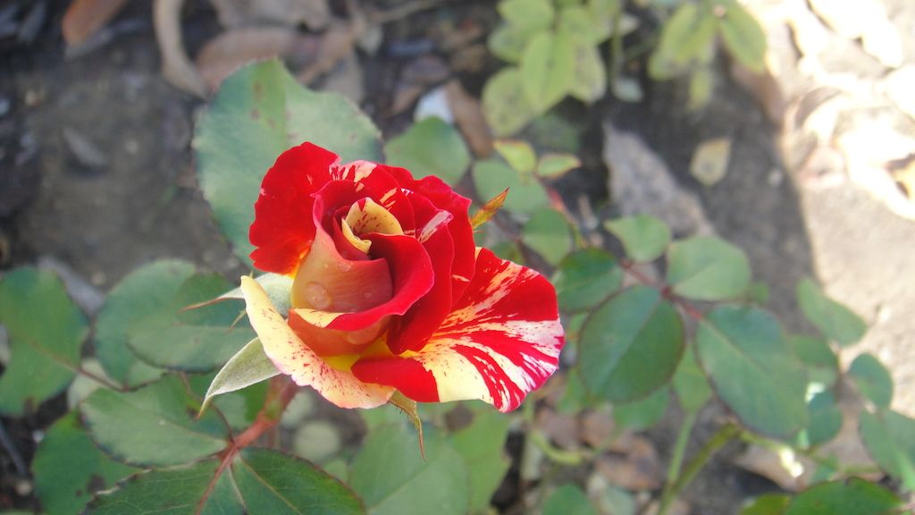 The Streak '13 photo DSC01430_zpsf7426200.jpg