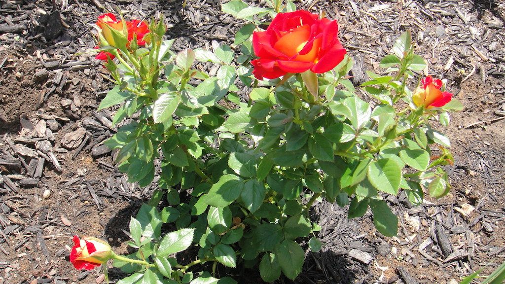 Ketchup&Mustard2'14 photo DSC01480_zpsd9da7416.jpg