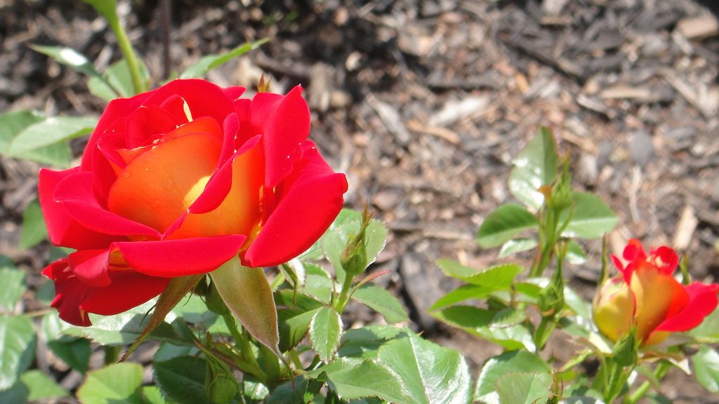 Ketchup&Mustard3'14 photo DSC01482_zps3ba5fe84.jpg