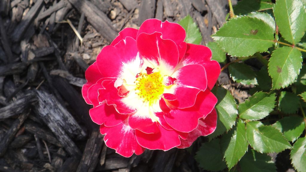 Champagne Cocktail'14 photo DSC01498_zpsdd775ed4.jpg