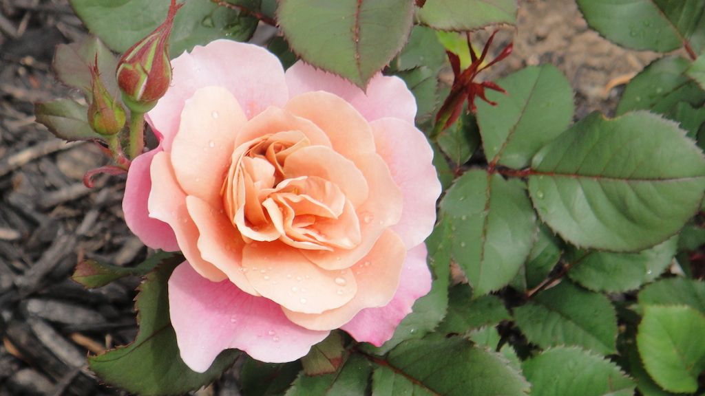 DistantDrums'14 photo DSC01531_zps1cd448af.jpg