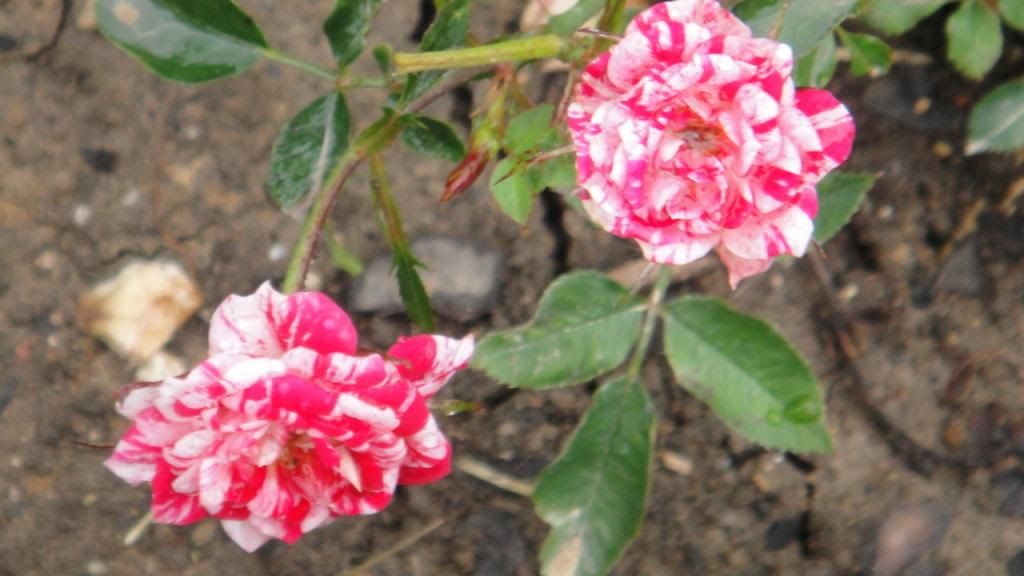 StarRuby'14 photo DSC01551_zps7b8189ea.jpg