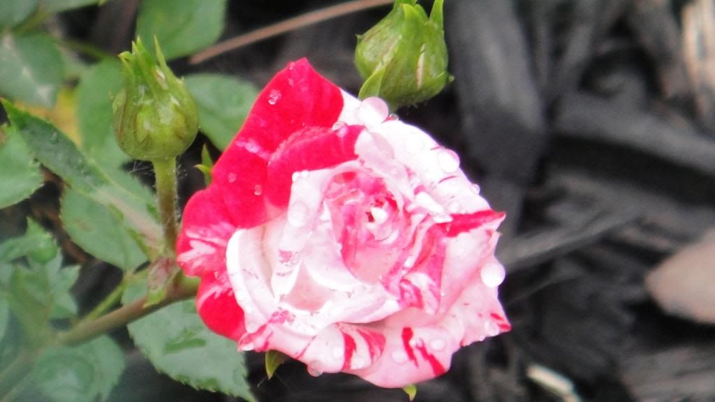 PeppermintKisses2'14 photo DSC01553_zps6ccdc23f.jpg