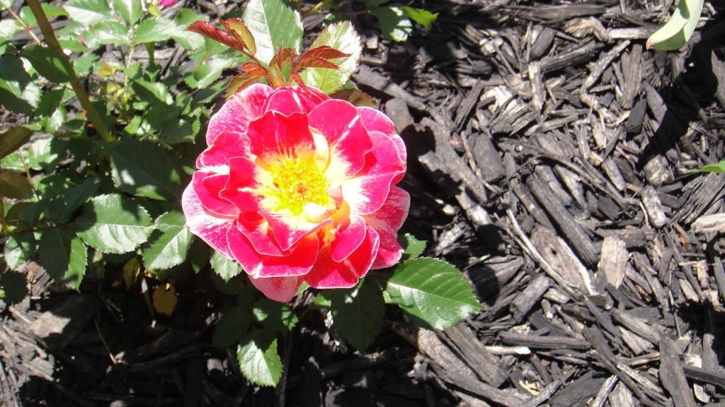 ChampagneCocktail2'14 photo DSC01557_zps6871a7bc.jpg