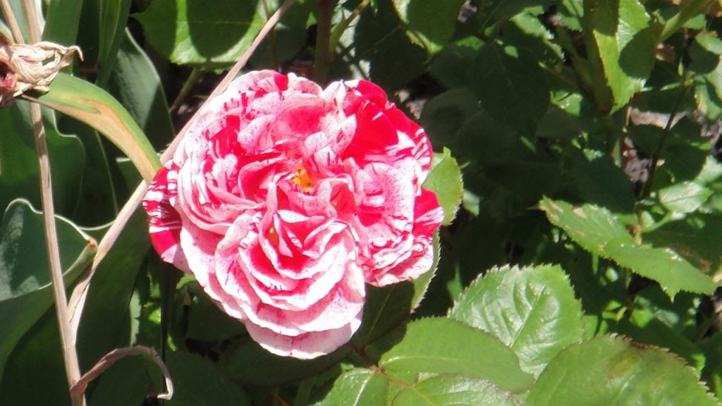 Scentimental'14 photo DSC01563_zpse1a8c960.jpg