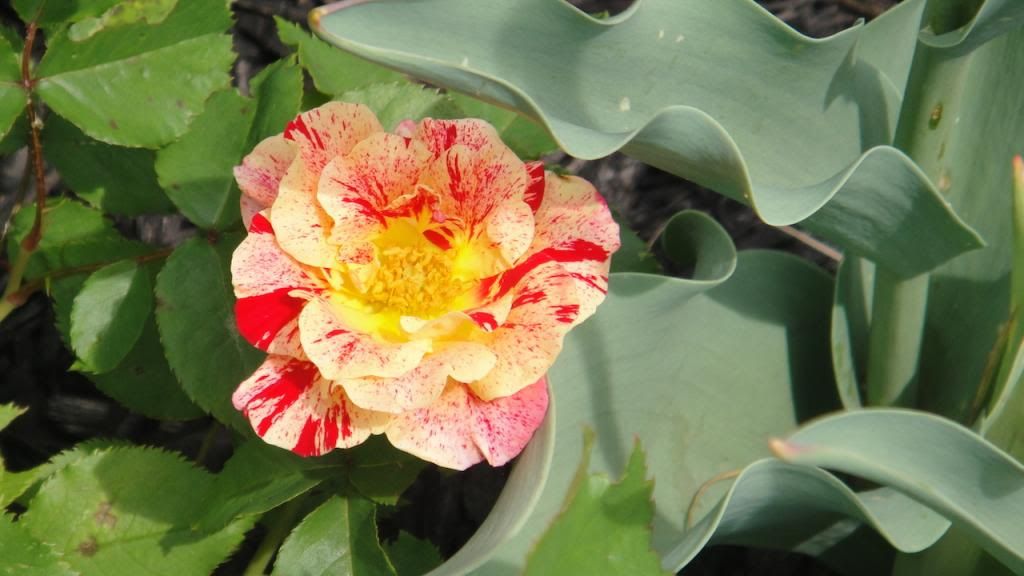 TheStreak2'14 photo DSC01581_zps25ad7817.jpg