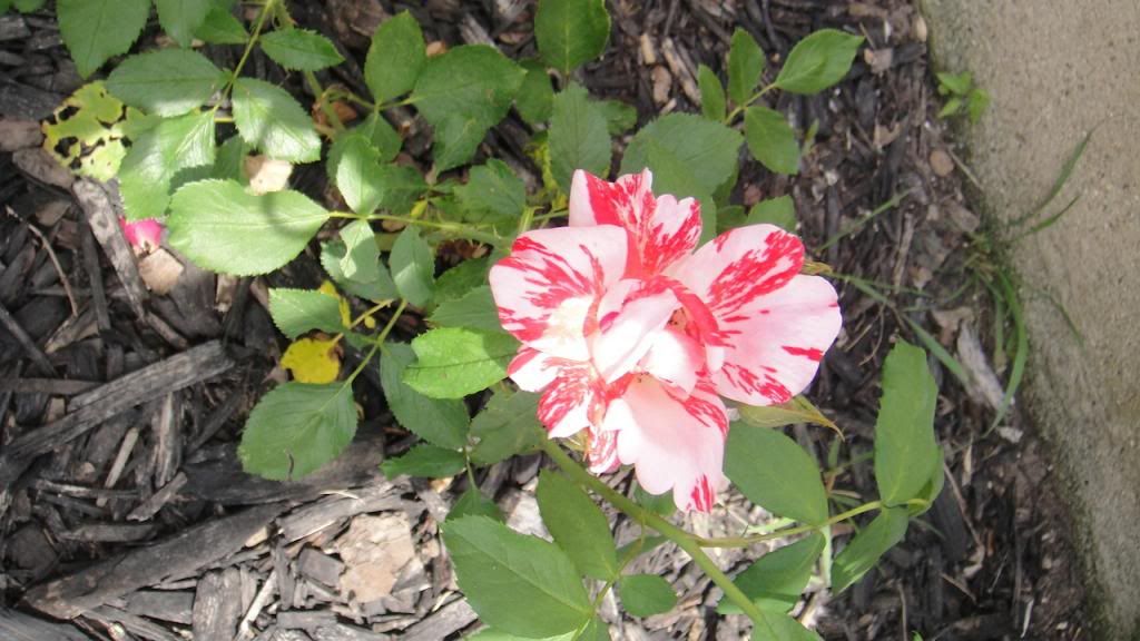 FestivalFanfare'14 photo DSC01585_zps25071ad3.jpg