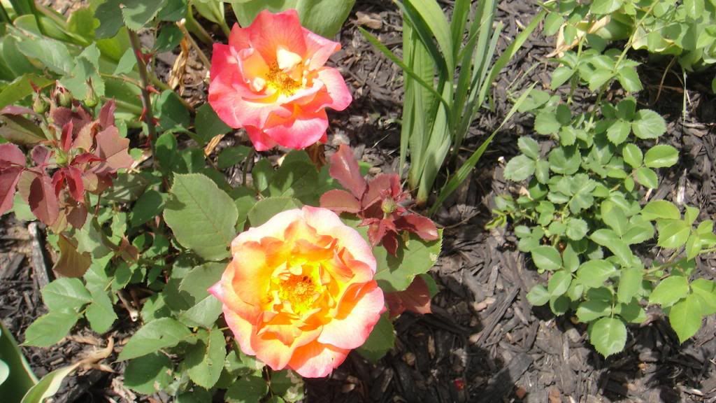 MardiGras'14 photo DSC01586_zps76a29ec2.jpg