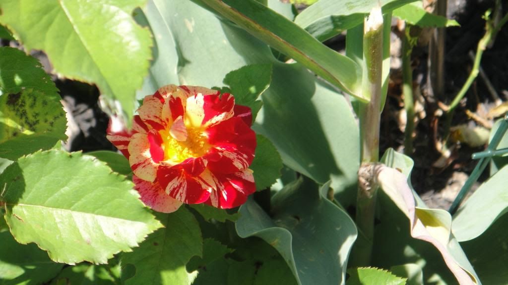 TheStreak4'14 photo DSC01599_zps6a0454a9.jpg