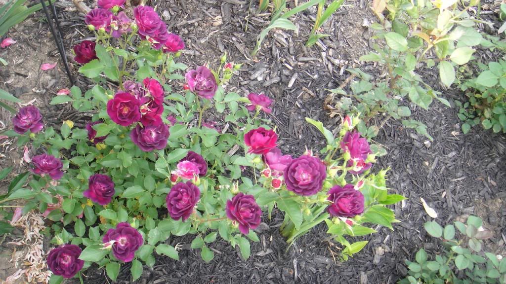 MidnightBlue2'14 photo DSC01609_zpse5597ccd.jpg