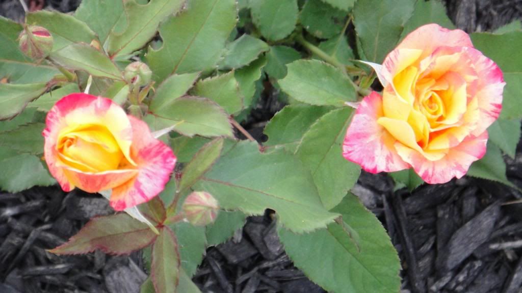 GrandoleOpry2'14 photo DSC01631_zps3d12c44f.jpg