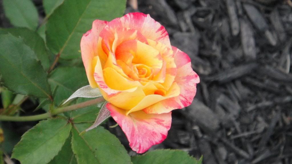 GrandoleOpry'14 photo DSC01633_zps53434277.jpg