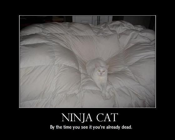 funny lolcat Pictures, Images and Photos