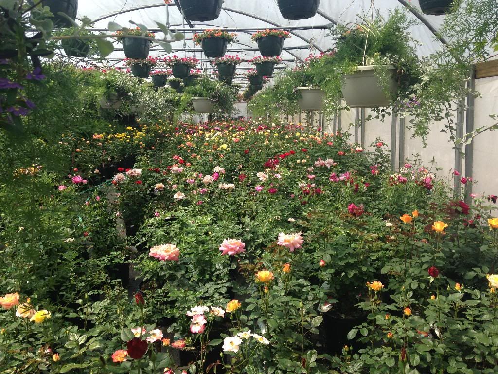 photo 1136D1CD-F4CC-4CA8-9970-E6C129F6493D_zpszambdf6s.jpg