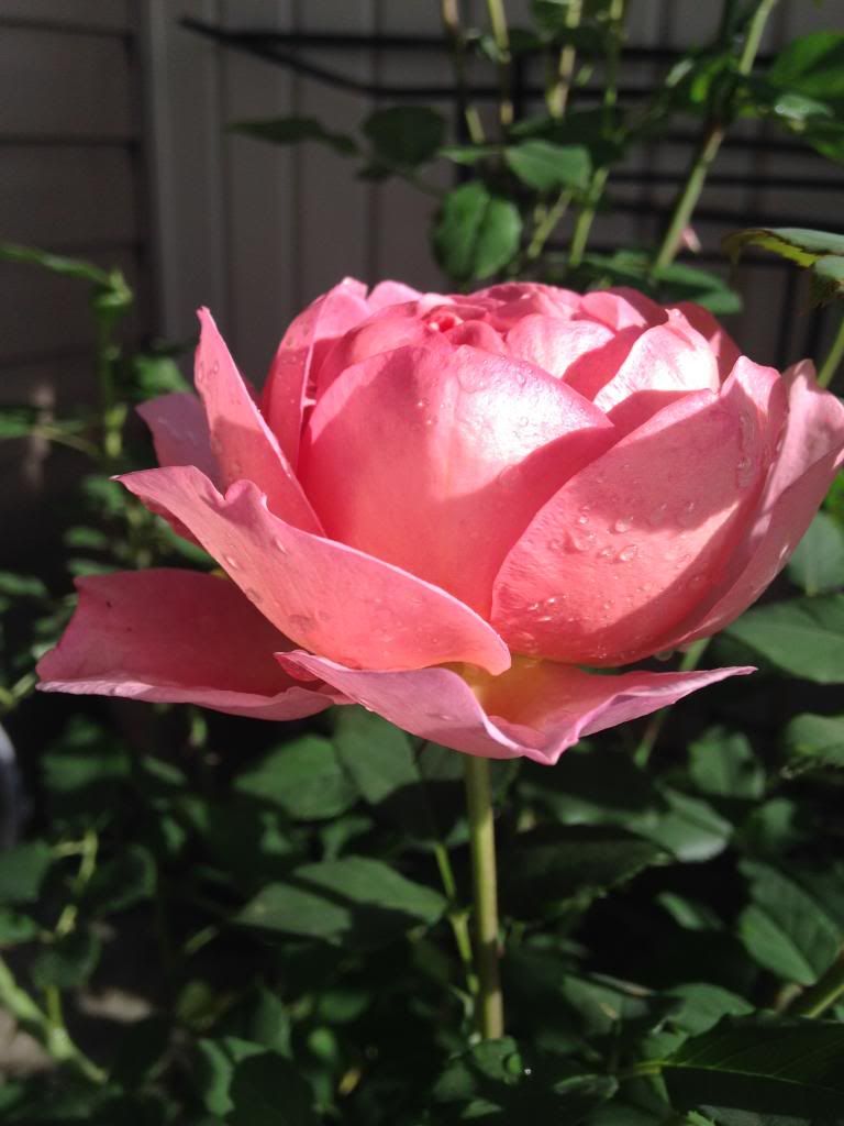  photo 2DAEAED5-50E7-44B2-834C-1882F1477FFB_zpsuuxgunvl.jpg