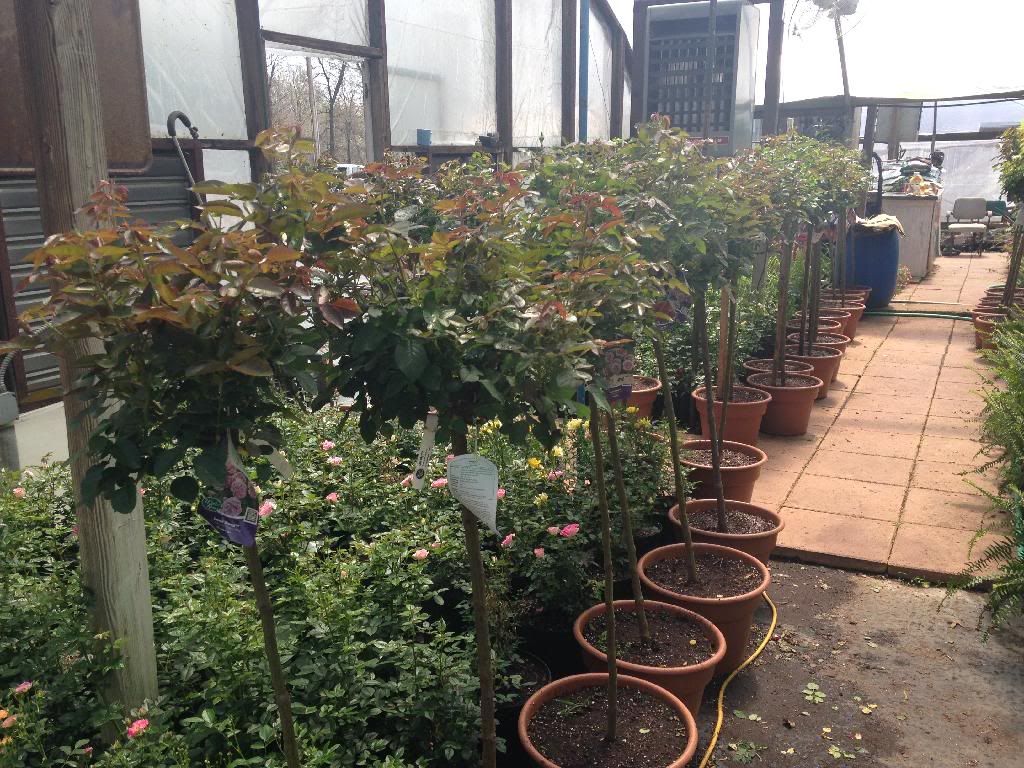 photo 3D7D11CD-A1BC-4B05-9DCE-67BC180C1D83_zpsph9zfm1i.jpg