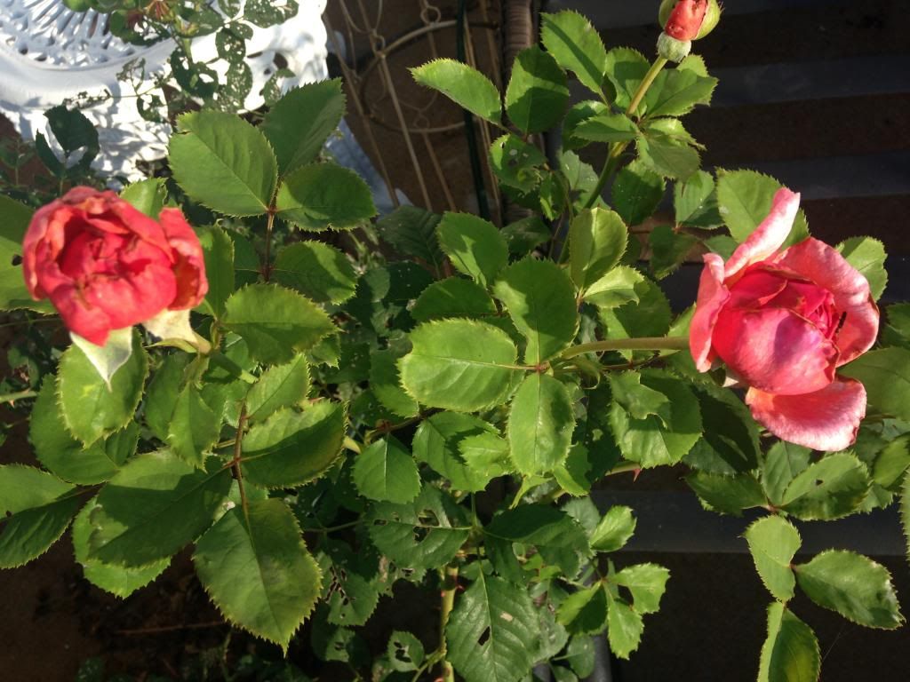 photo 7FA95C65-8BAD-4023-9878-452784230191_zpsqgvewkuy.jpg