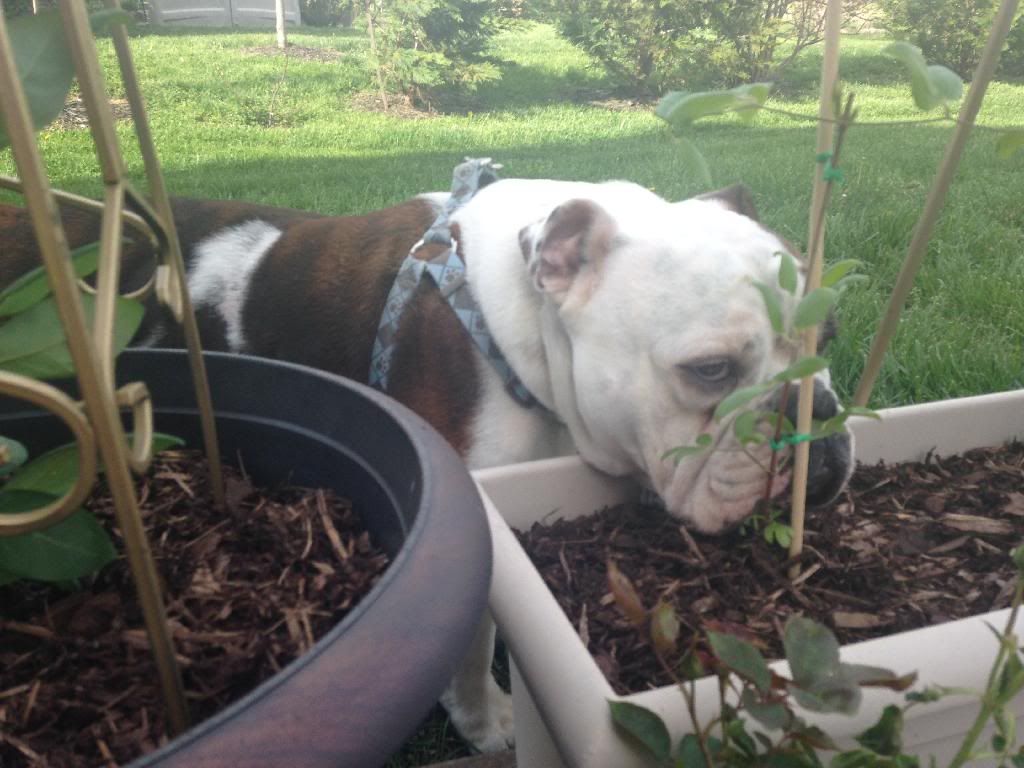 photo 8C6716C3-C2BB-4133-BBC9-E0724475FCA6_zpsatwidycj.jpg