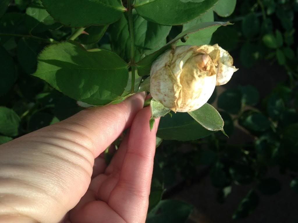 photo B5F32578-20F0-4D02-A328-56BDA53E753D_zpsti5edjym.jpg