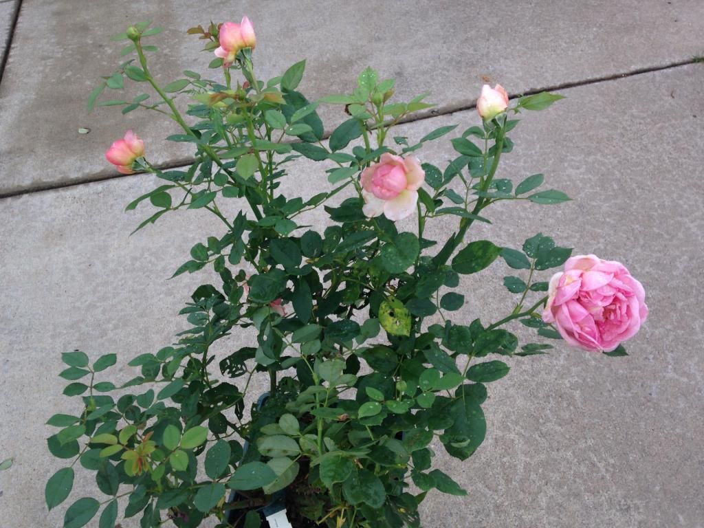  photo BE6009CF-55C2-47A3-A152-5FE71A115167_zpsderwoird.jpg