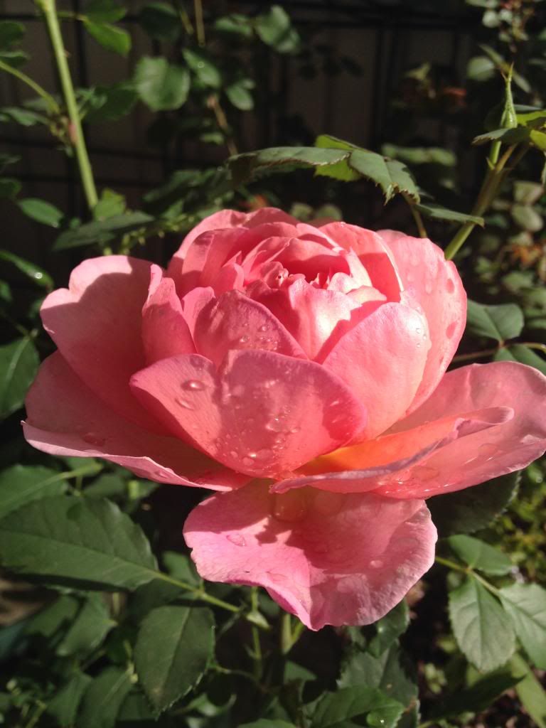  photo D2B7E562-AF01-4C64-9DF2-DFA84ED0A976_zpsobophbjr.jpg