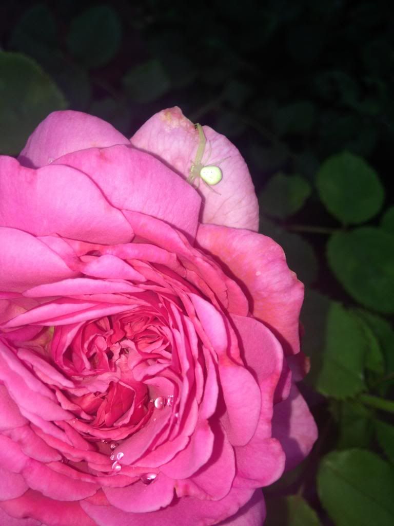 photo D3E6910E-4C29-4319-9930-1BEC2AA3E1D7_zpsszt1bbc1.jpg