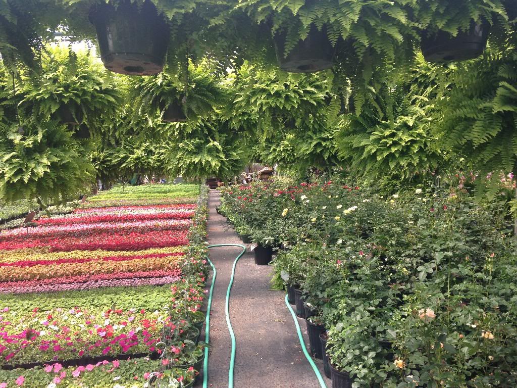 photo D9A5DE28-C93F-4CF5-957E-9DF6B2585866_zpserzt87zy.jpg