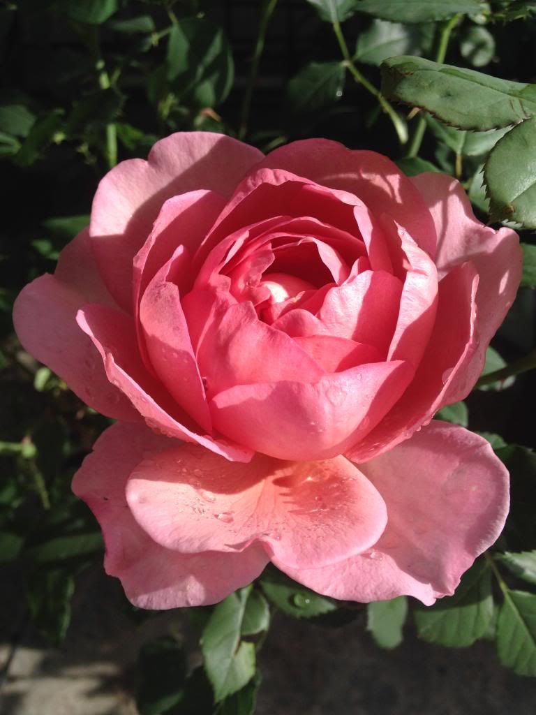  photo EED0259F-9AB9-4847-8569-68B4A728603D_zpsrt5qract.jpg