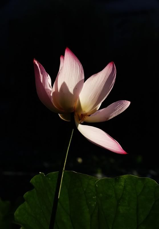 http://i292.photobucket.com/albums/mm16/vanillabean_08/flower/lotus.jpg