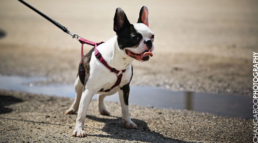 IMAGE: http://i292.photobucket.com/albums/mm17/changarooFD/changaroo_doggah1.jpg