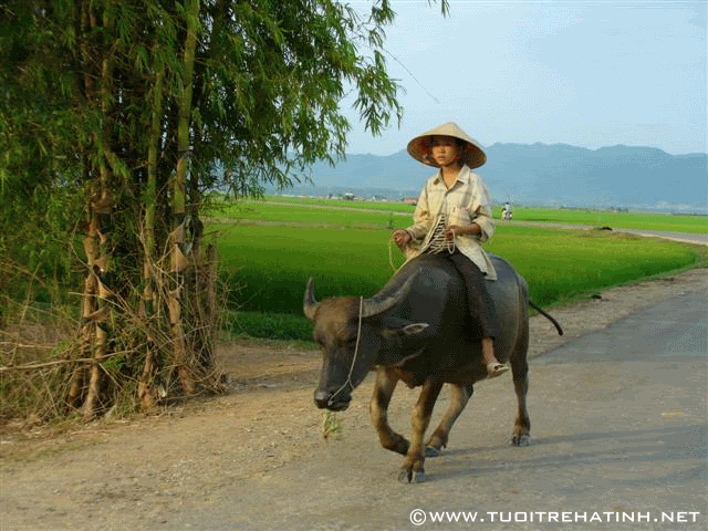 Hình ảnh