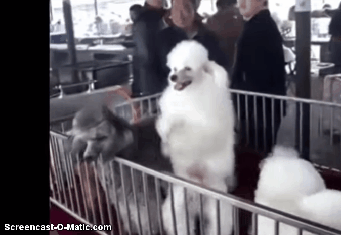 dancingpoodle_zpsydsdgej4.gif