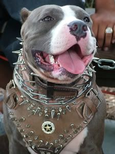 pittbull Pictures, Images and Photos