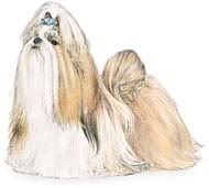 shih tzu Pictures, Images and Photos