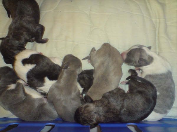 7PUPPIES.jpg