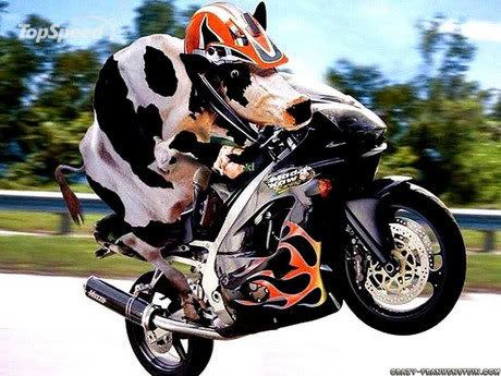 motorcycle-cow-pictu_460x0w.jpg