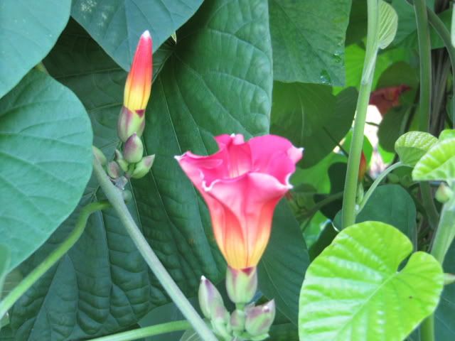 9b flowering zone vines Photos]  your winter blooms Show  your garden in Swap Plant