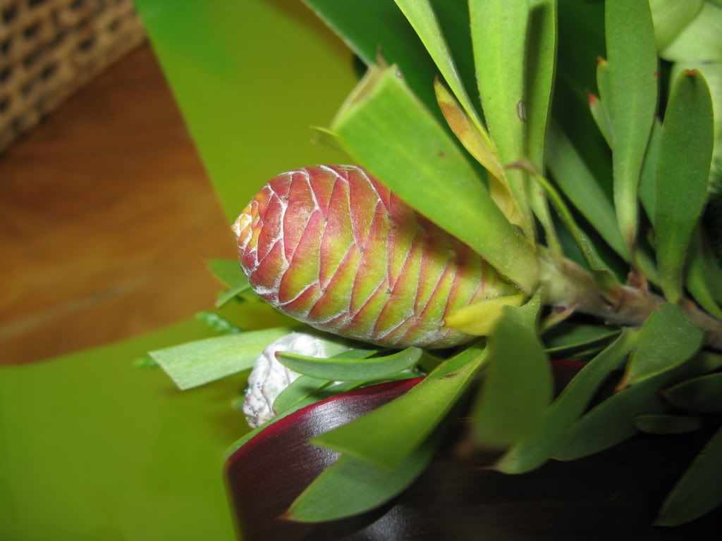 View topic - What are these flowers and can I grow them in my area