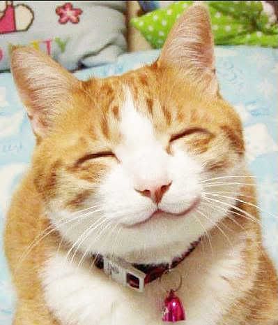 have a smiling cat :3