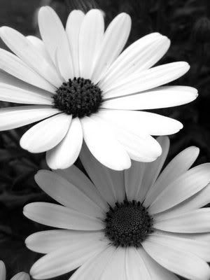black and white photos of flowers. lack and white flowers