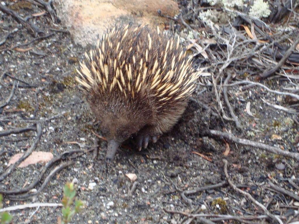 Echidna The Hazards 47-LCT08-39-lighthouse_walk-s003-1.jpg