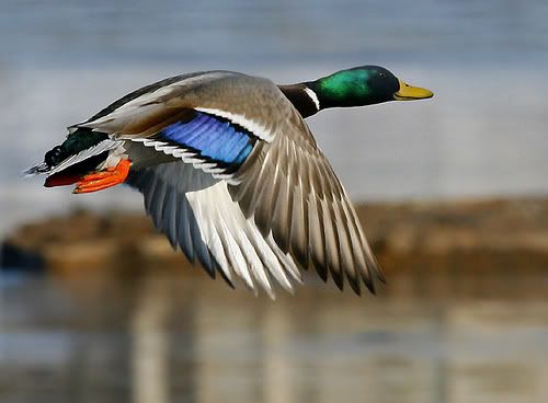 mallard Pictures, Images and Photos