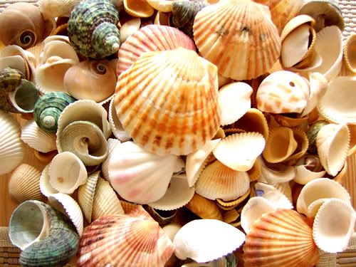 seashell