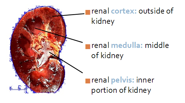  photo kidney.png
