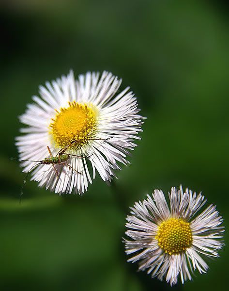 IMAGE: http://i292.photobucket.com/albums/mm23/photocoffeebuzz/290791126_AUToZ-L.jpg